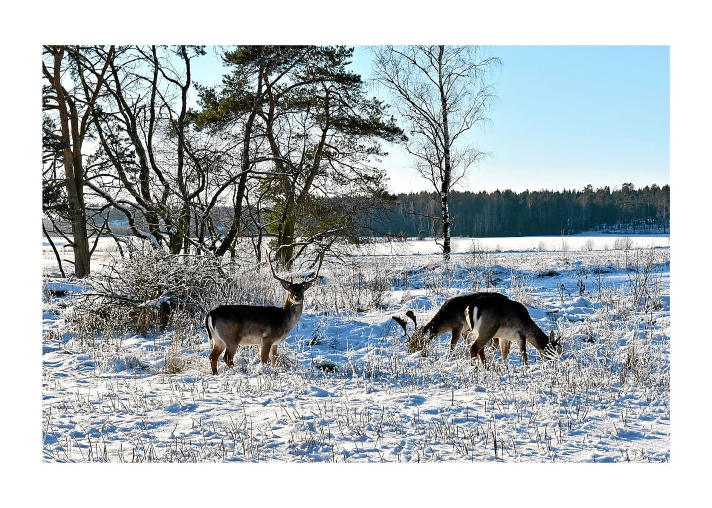 Dovhjortar i vinterlandskap