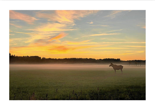 Älg i dimma