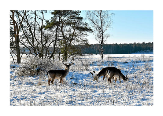 Dovhjortar i vinterlandskap