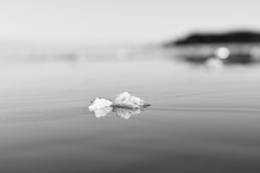 Snöflinga svartvit