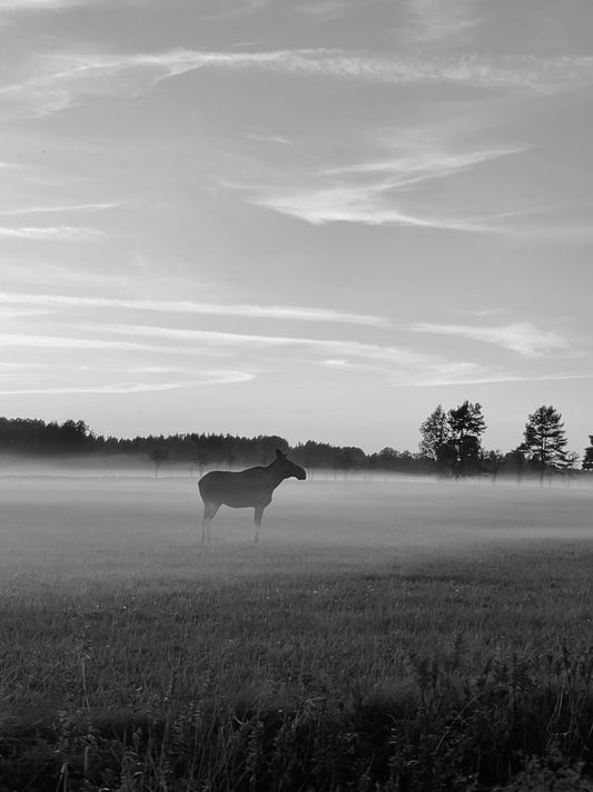 Älg i svartvit