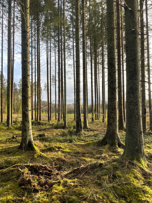 Skogen